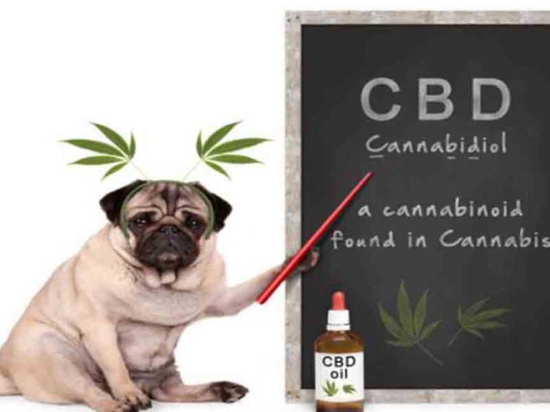 CBD-Öl für Hunde: Vorteile und Nebenwirkungen